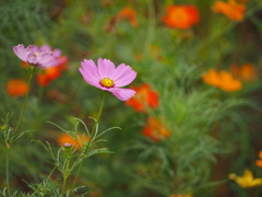 コスモス