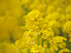 菜の花