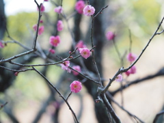 梅花