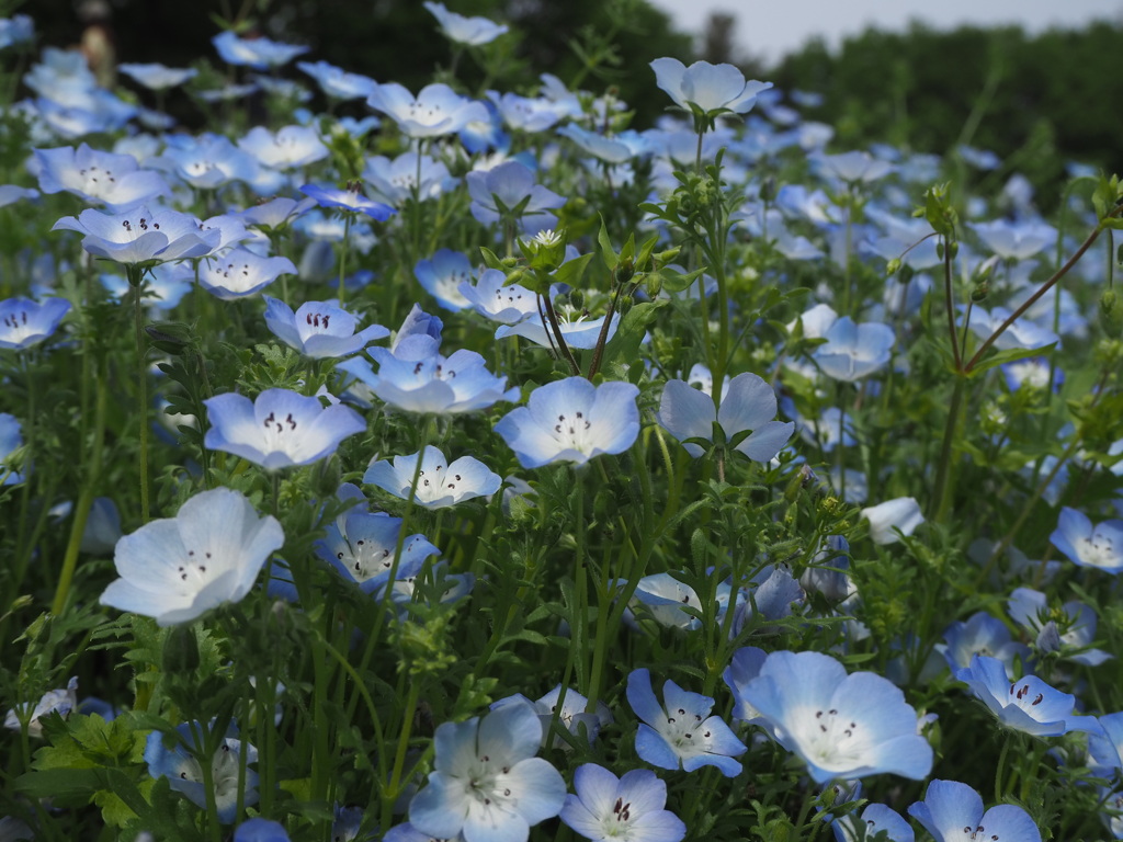 ネモフィラ