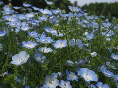 ネモフィラ