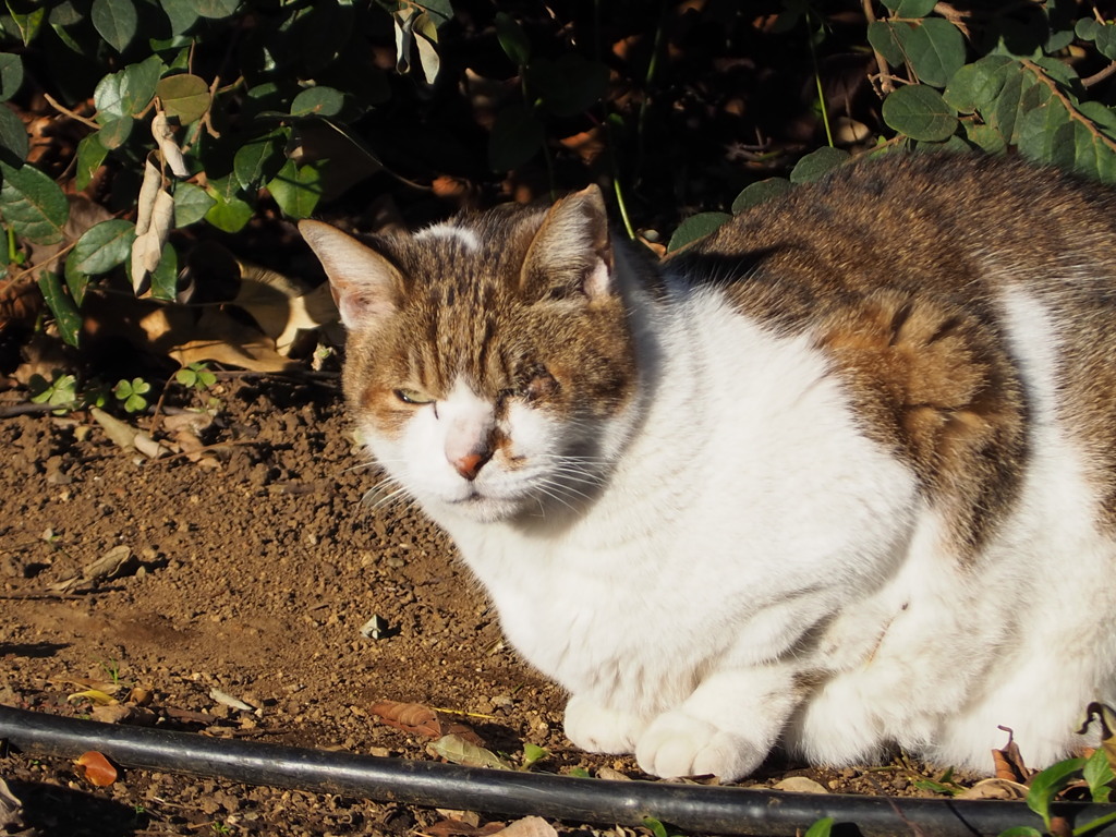 ひだまりのネコ