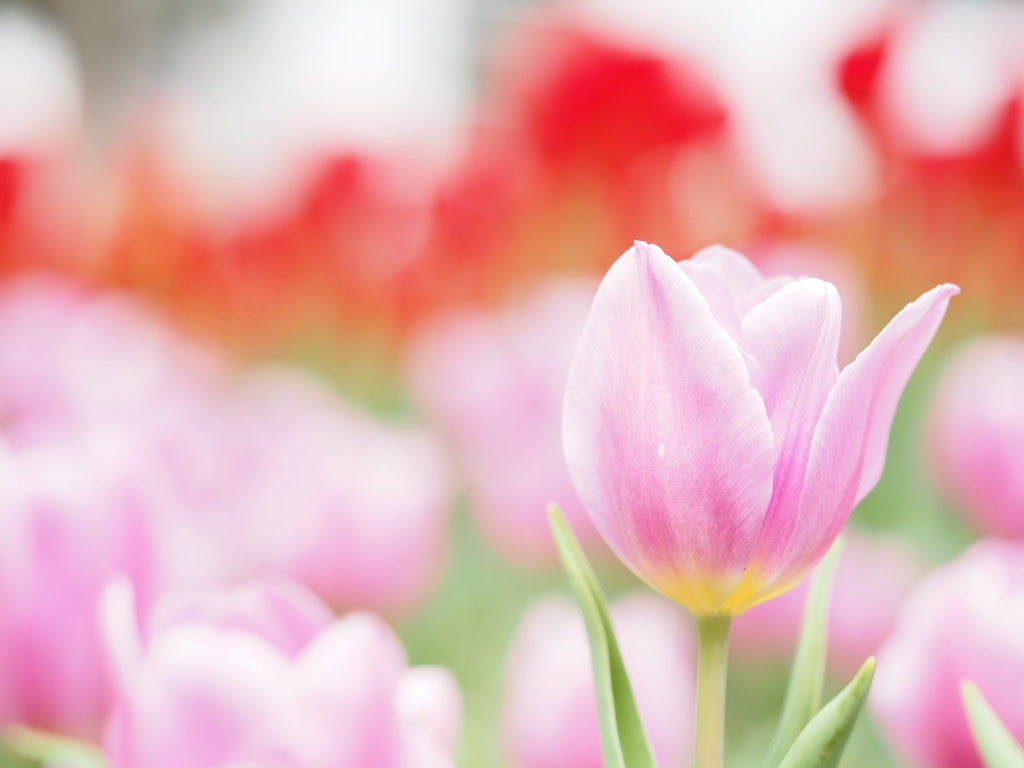 チューリップ園