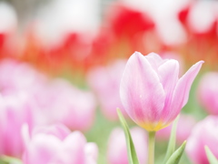 チューリップ園