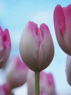 アイスチューリップ