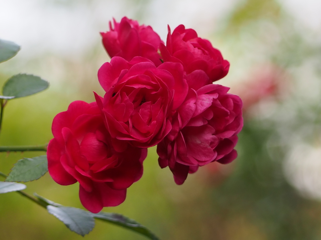 斜めってる薔薇人形