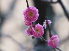 もうすぐだよ、春は