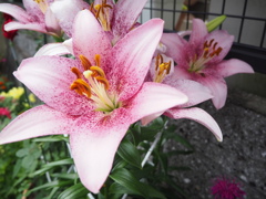 薄紅色に染まって