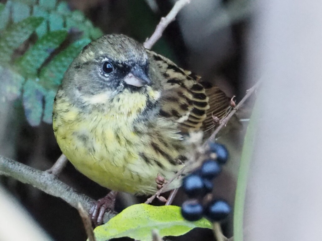 寒さでぷっくら
