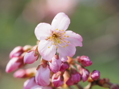 一輪だけ先取り