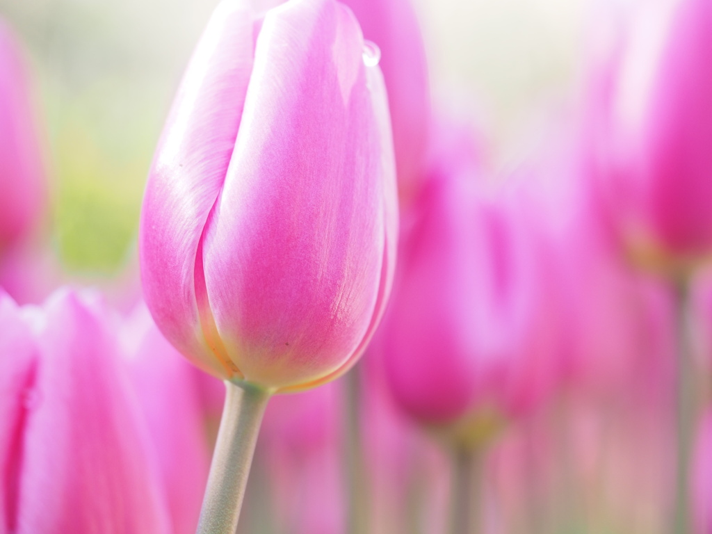 アイスチューリップ