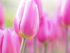 アイスチューリップ