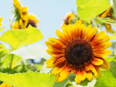 色黒なひまわり