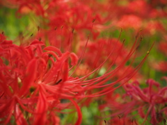 彼岸花