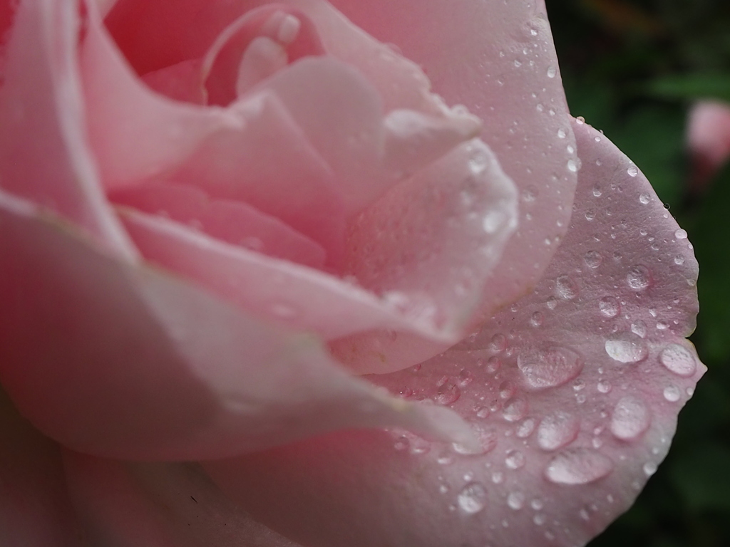 小雨降る中の薔薇