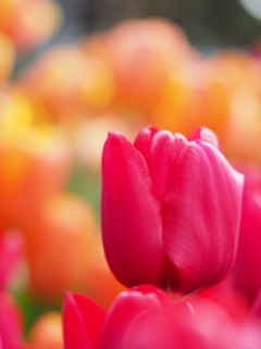 アイスチューリップ