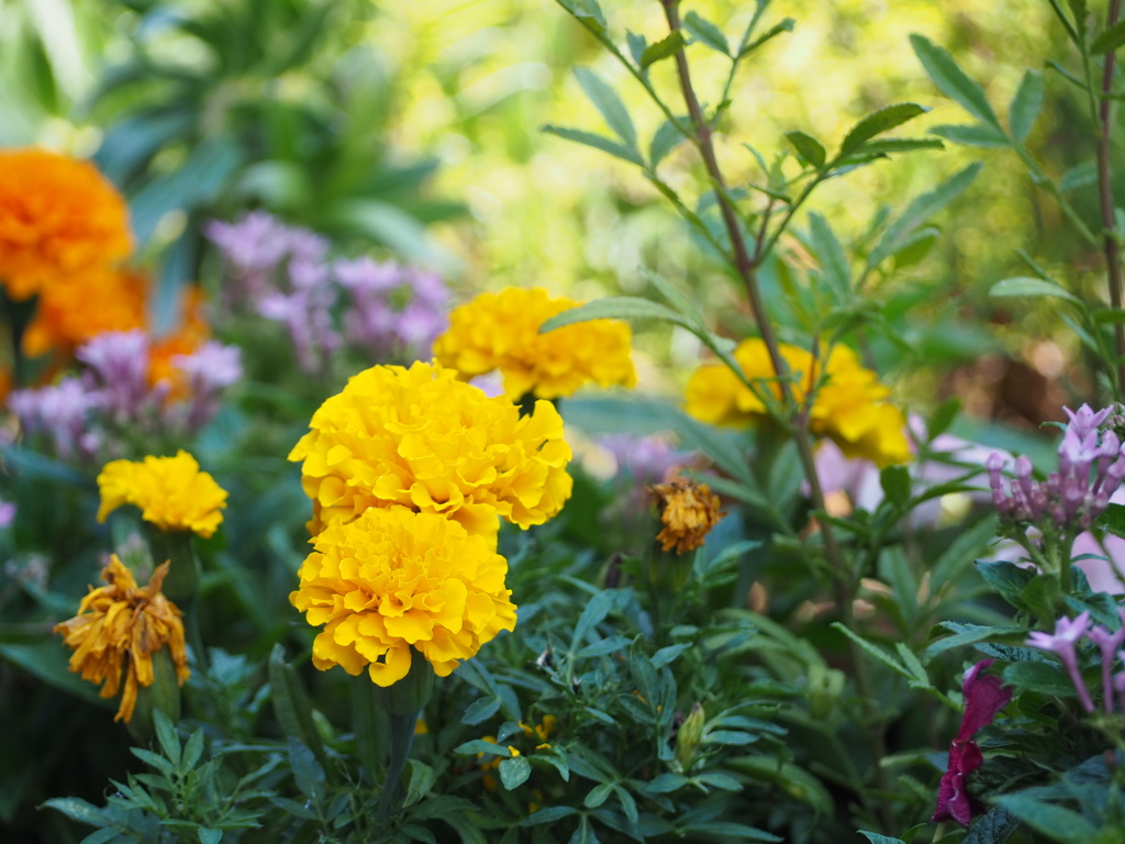 花園