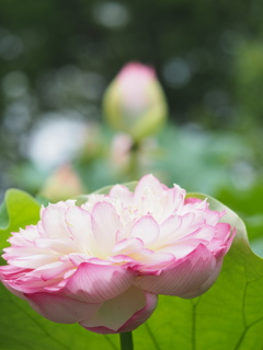 蓮の花