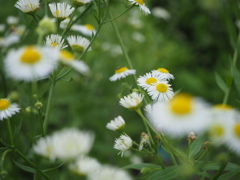ハルジオンの野原