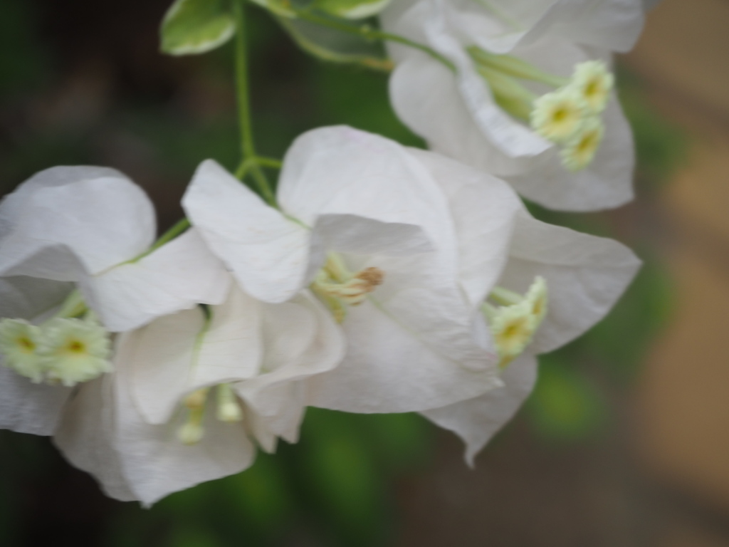 ブーゲンビリア