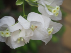 ブーゲンビリア