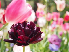 八重の花