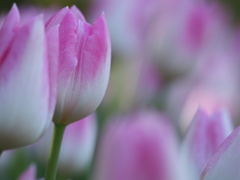 アイスチューリップ