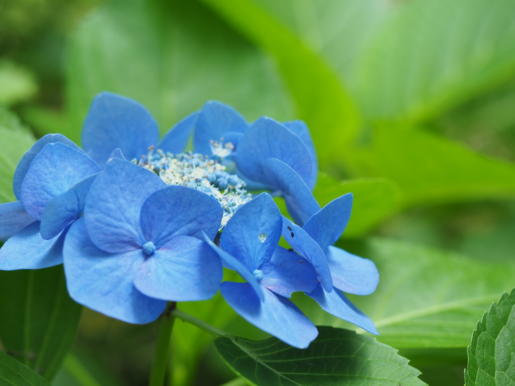 紫陽花