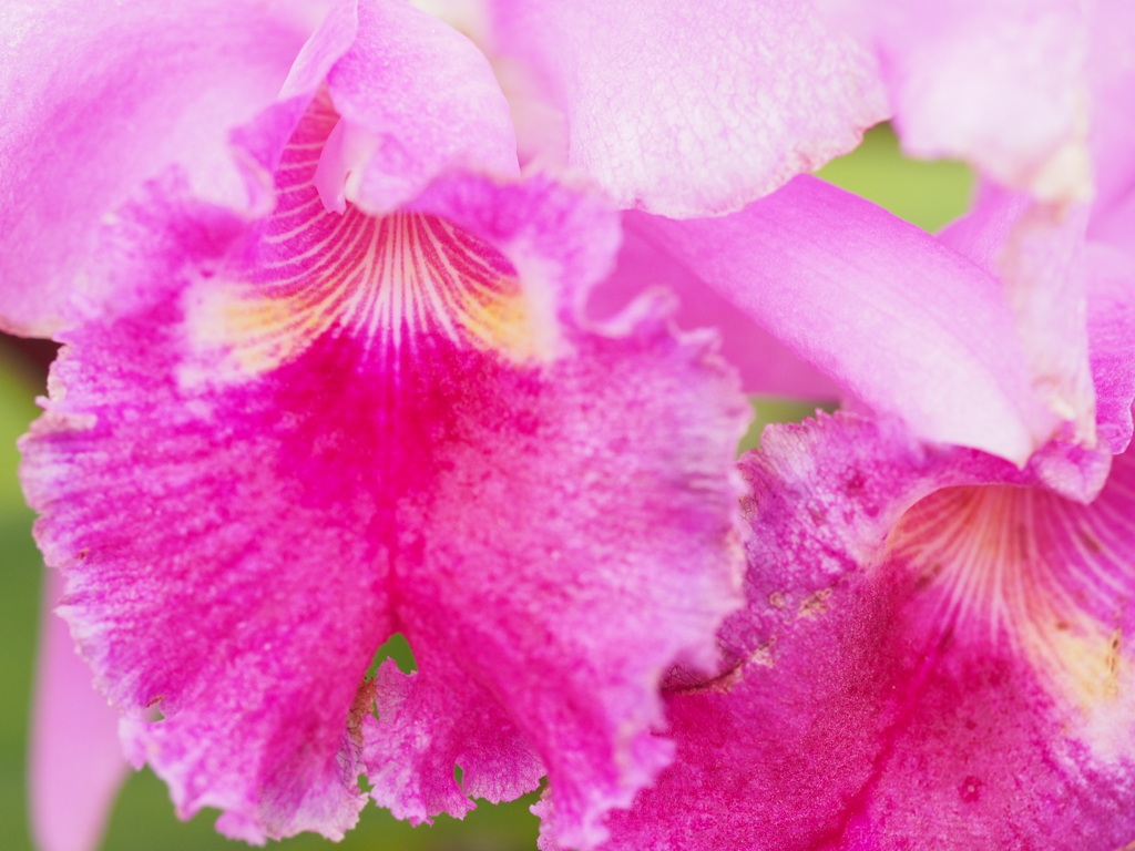 フロリフィップ