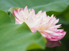 蓮の花