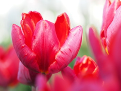 アイスチューリップ