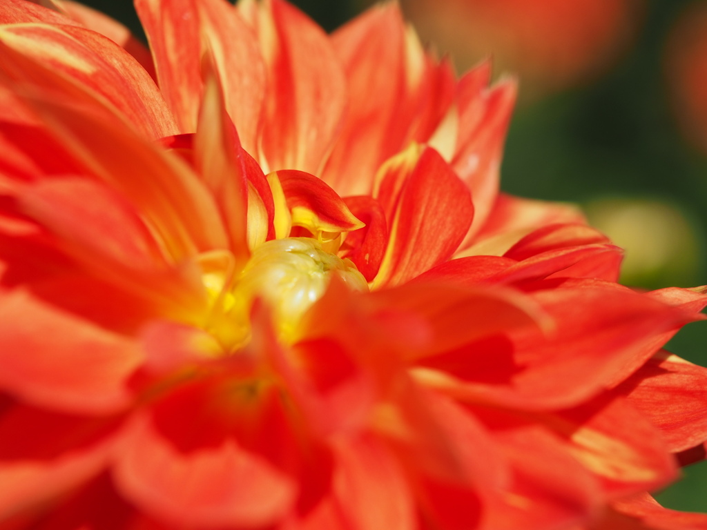 パペットペラドンナ