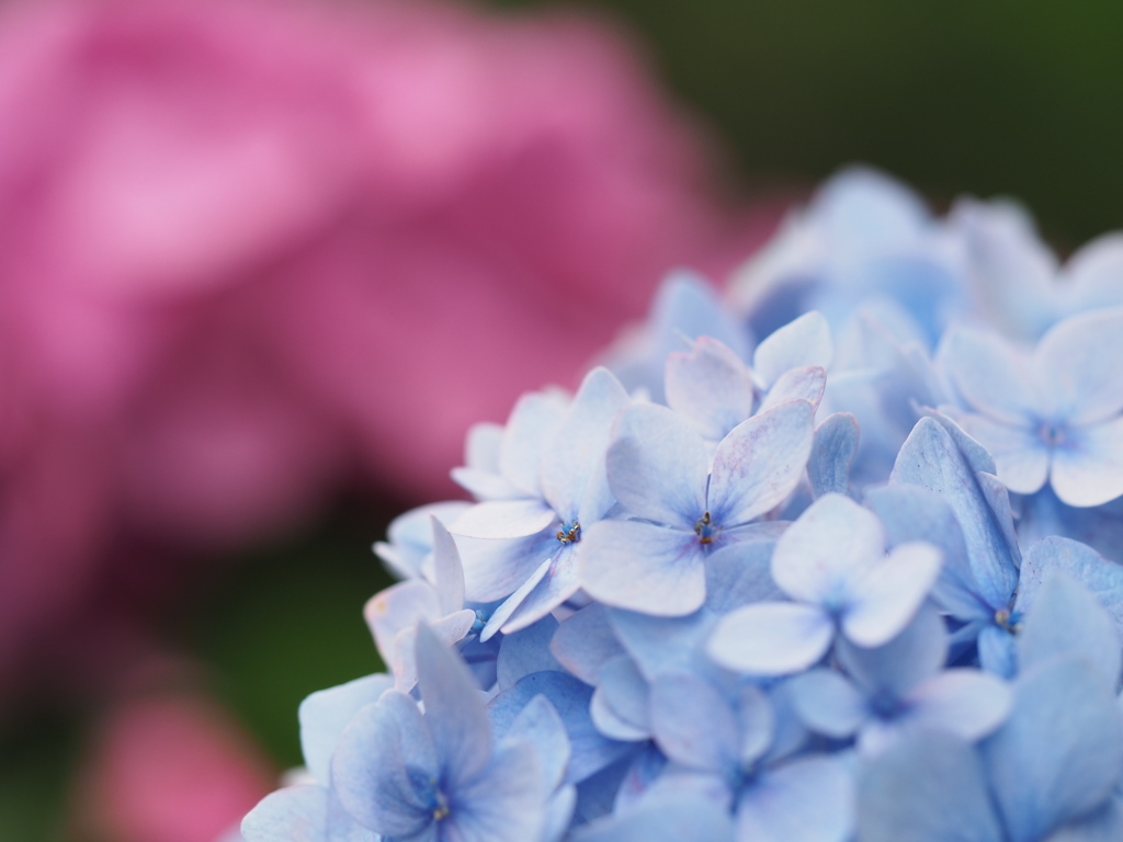 紫陽花