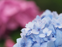紫陽花