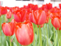 チューリップ園