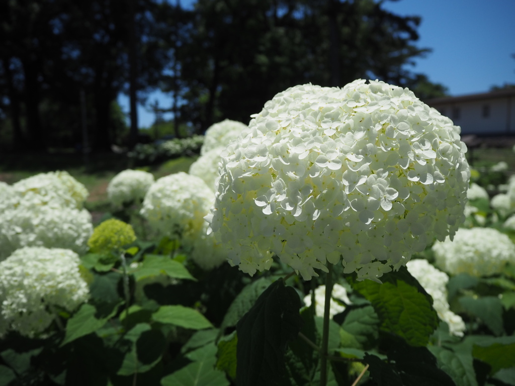 紫陽花