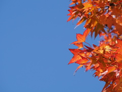 紅葉