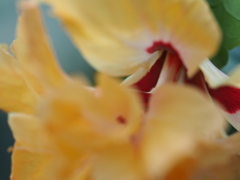 コラカシアコロッサム