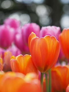 アイスチューリップ