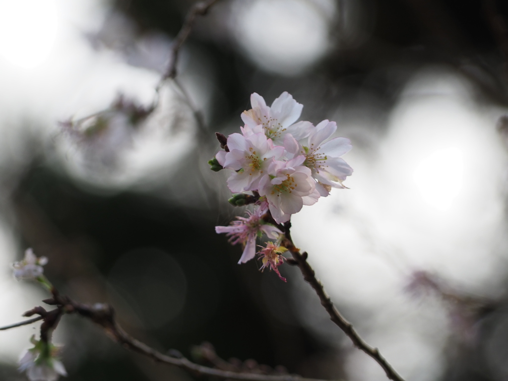 寒桜