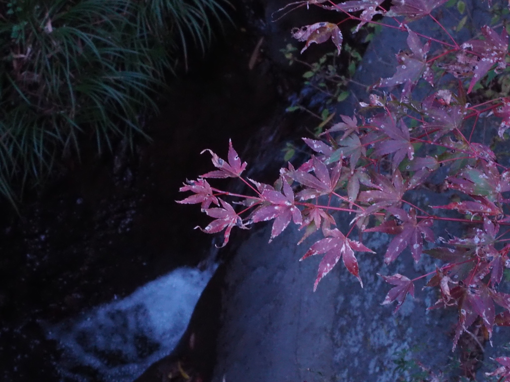 せせらぎに懸かるもみじ