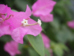 ブーゲンビリア