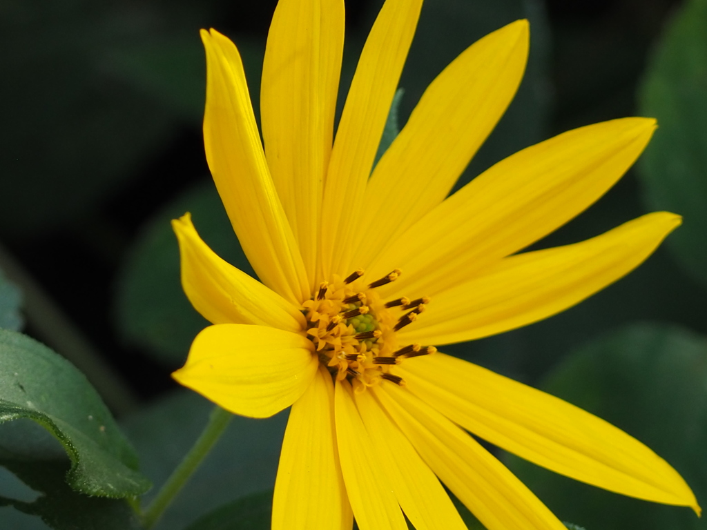 道端の黄色い花