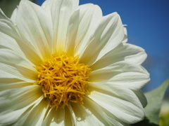 暑さに負けず力強く