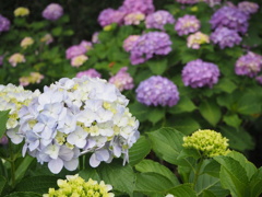 紫陽花