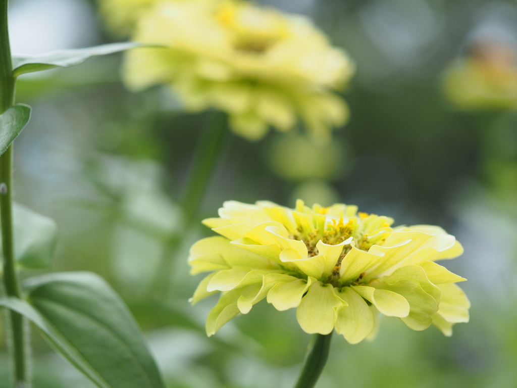 レモンイエローのテーブル