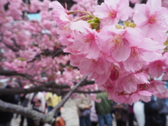 河津桜