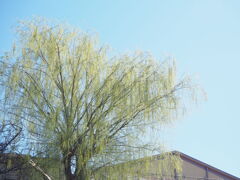 淡い新芽の柳の葉