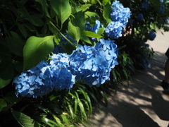 紫陽花ロード