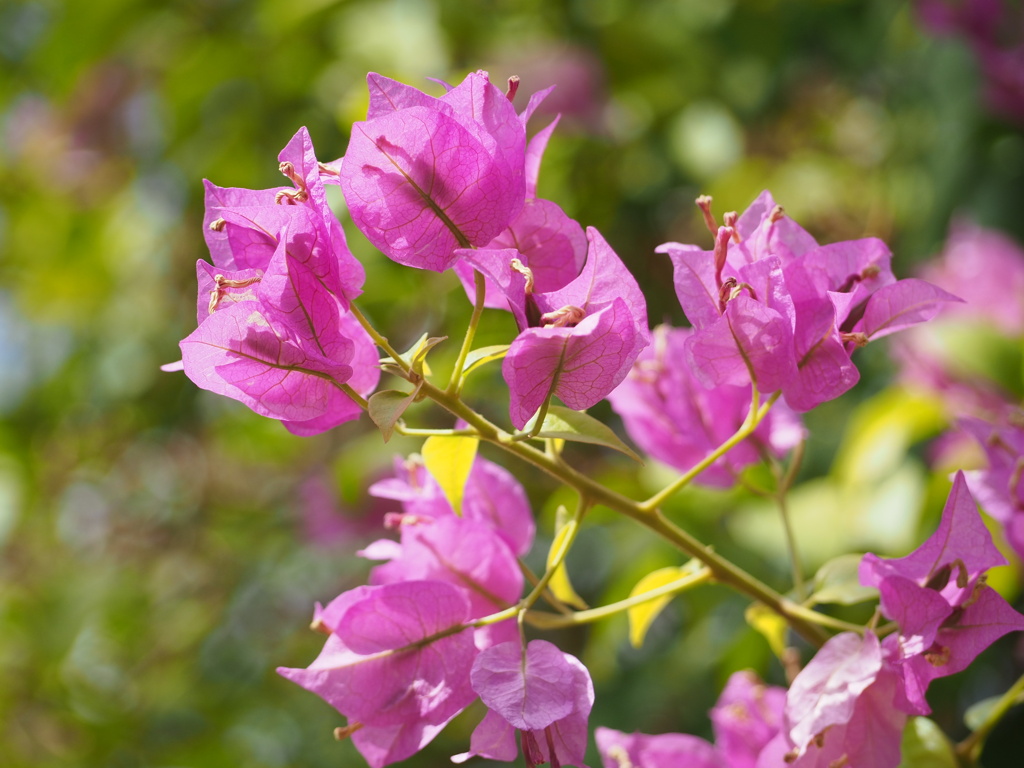 さんでリアーナ